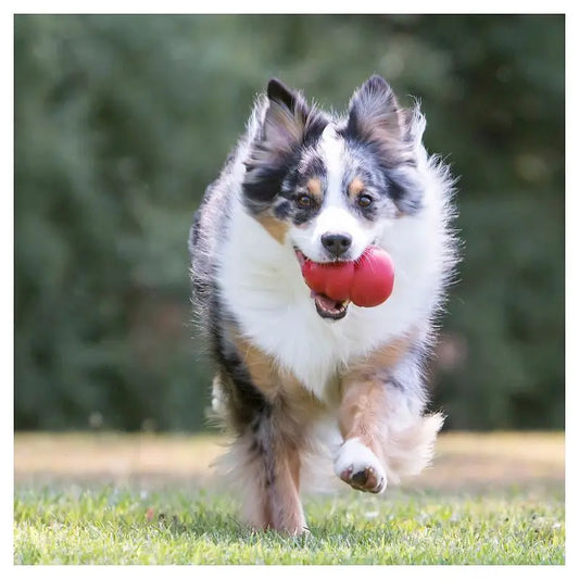 Classic Chew Dog Toy Red Refillable Rubber Durable Fetch Toy for Average Chewers Vet Recommended Mental Stimulation USA Made